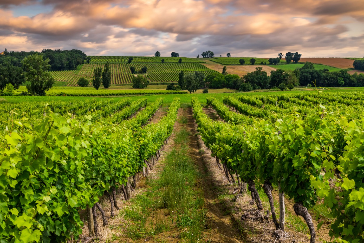 Vine rows in the Bordeaux countryside at dusk