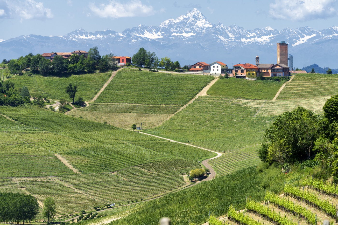 Vineyards on the Langhe hills, with the Alps in the distance