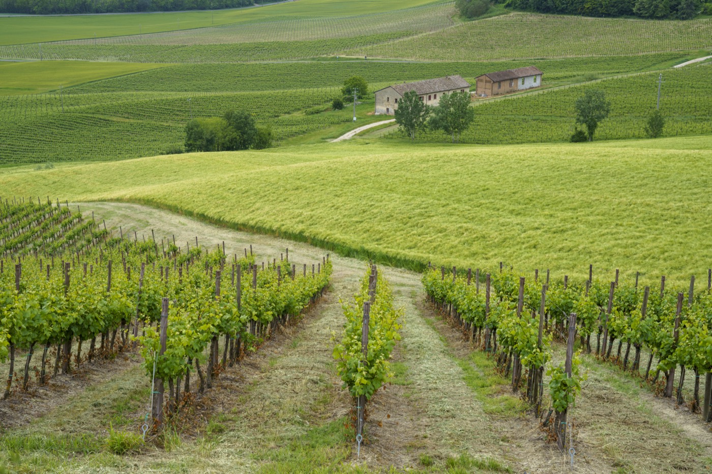 Vine rows and a farmhouse in the Oltrepò Pavese