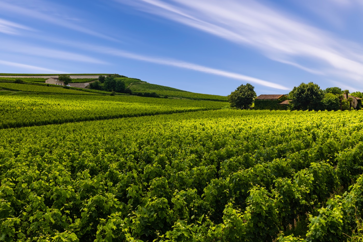 Vine rows running toward the horizon under a wide sky